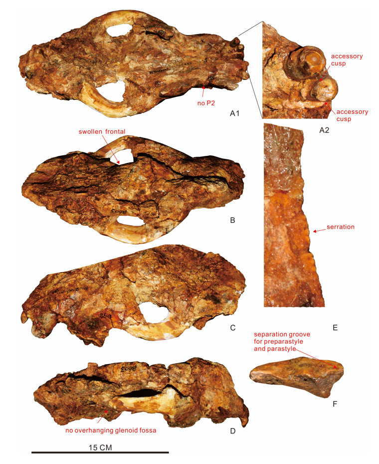 发现的新属种——兴永龙川剑齿虎的化石.(受访者供图)
