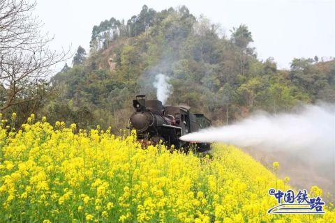 嘉阳小火车穿行在油菜花中.胡志强 摄