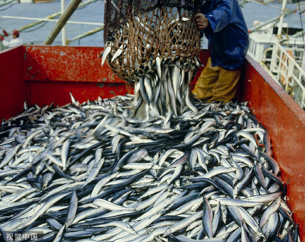 日本渔民捕捞秋刀鱼(资料图)
