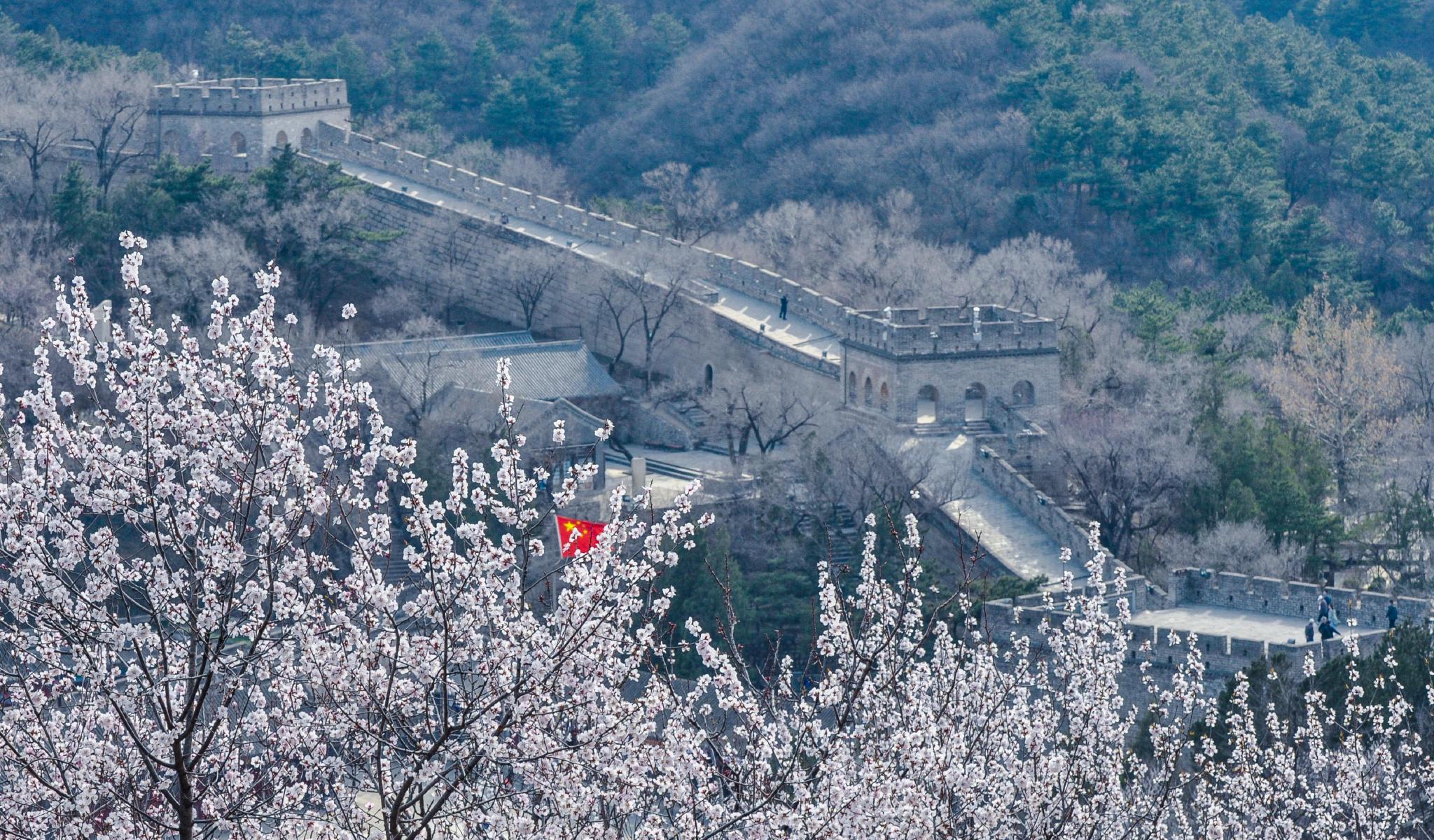 八达岭长城上花正浓 众志成城 "杏韵"等你