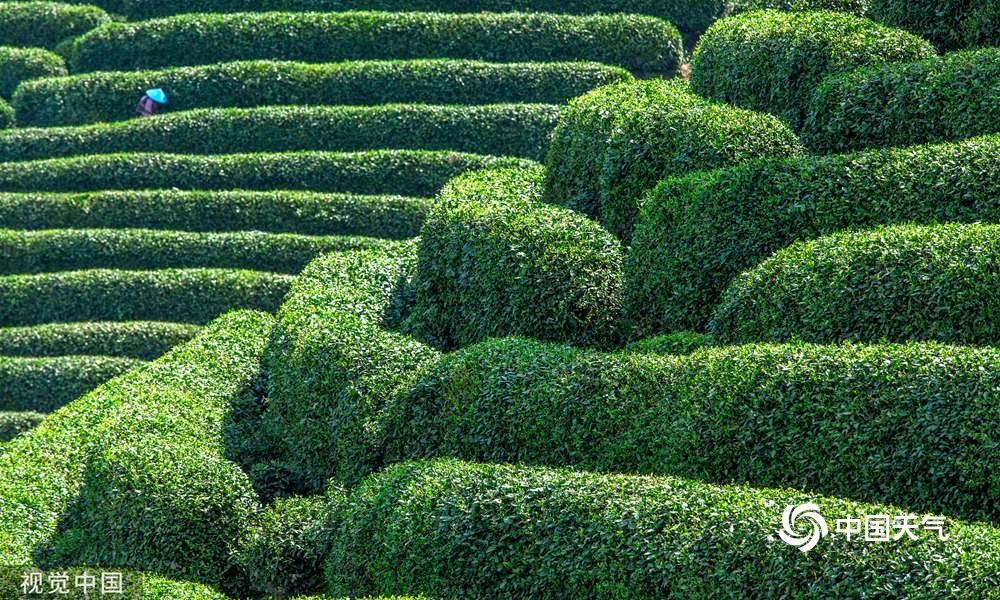 图为杭州龙坞茶镇龙井茶园,2022年新茶采摘开启.