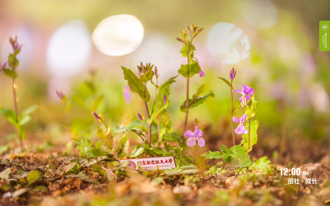 植树播绿正当时北航元气春日壁纸到