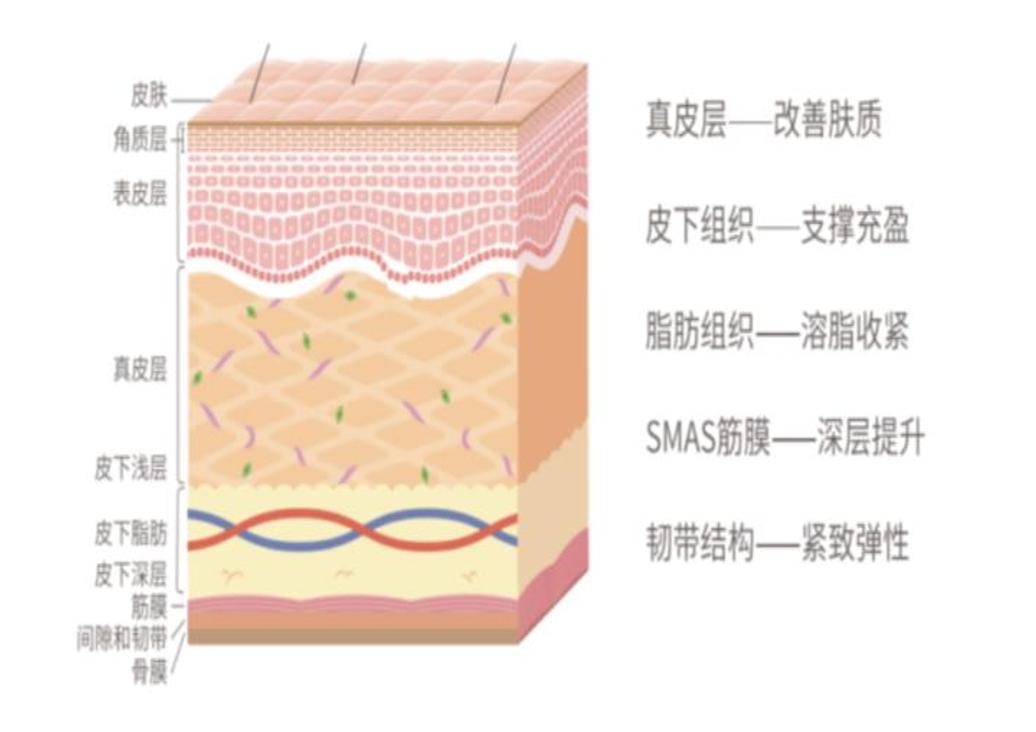 皮肤各层次的线雕效果