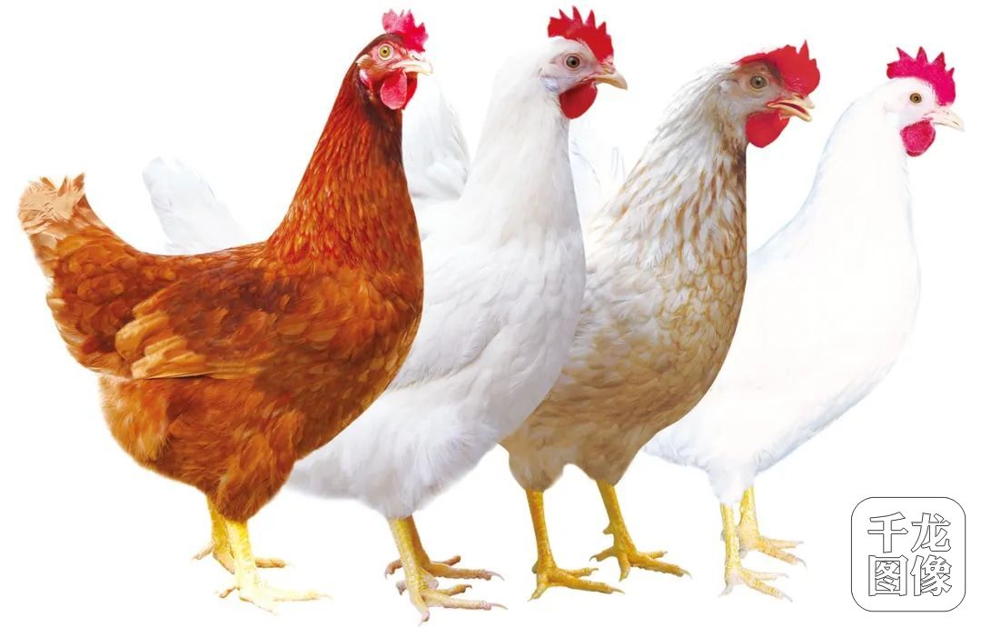 从左到右:京红1号,京粉2号,京粉1号,京白1号