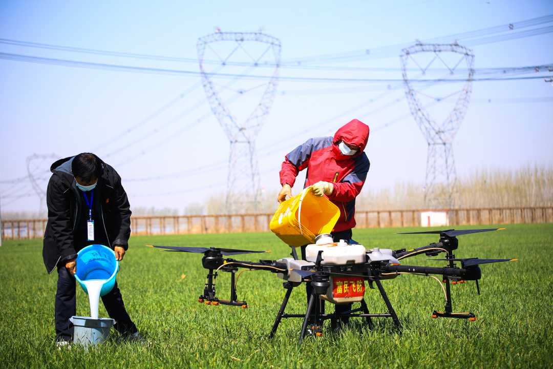 永清县龙虎庄乡朱家营村工作人员正在为无人机添加农药 . 李泓智摄