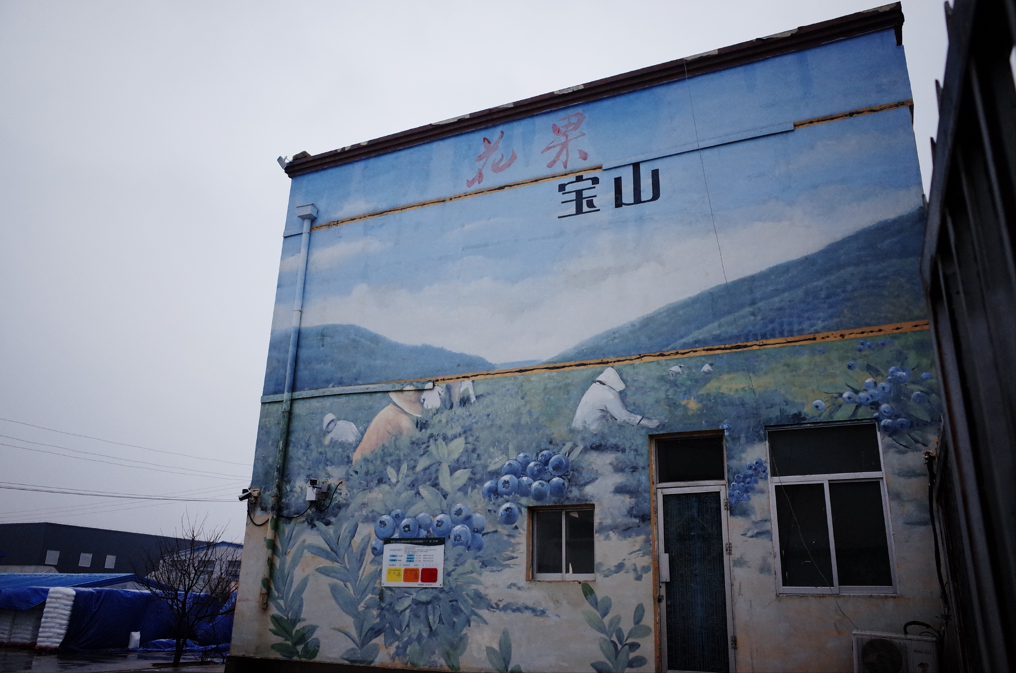 寶山有一條藍莓路 &nbsp;時代周報記者 黎廣攝