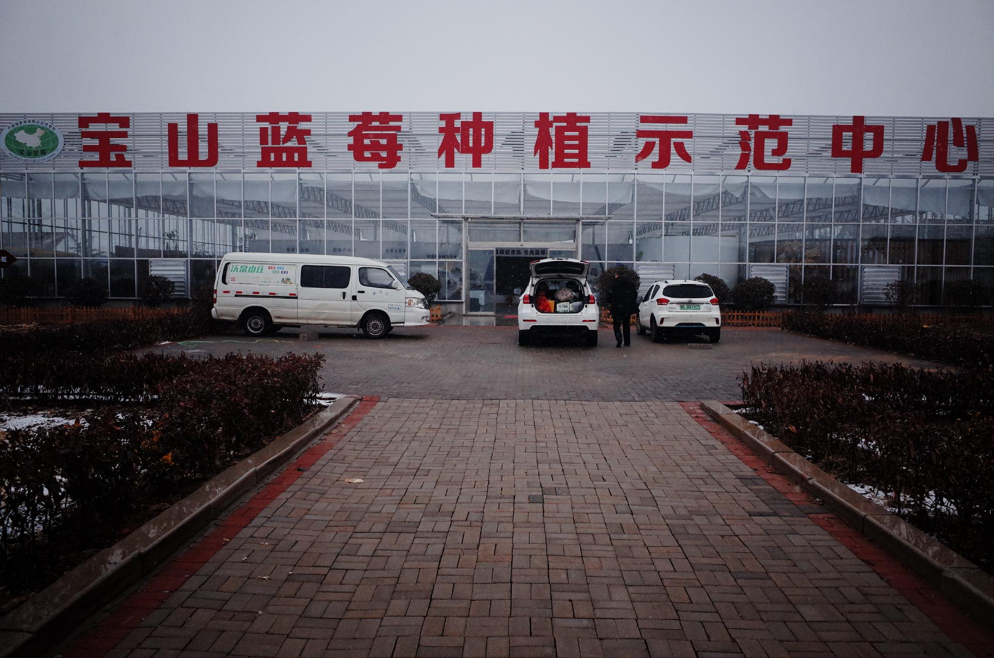 寶山鎮「一村一品」，其中藍莓就是上品 &nbsp;時代周報記者 黎廣攝