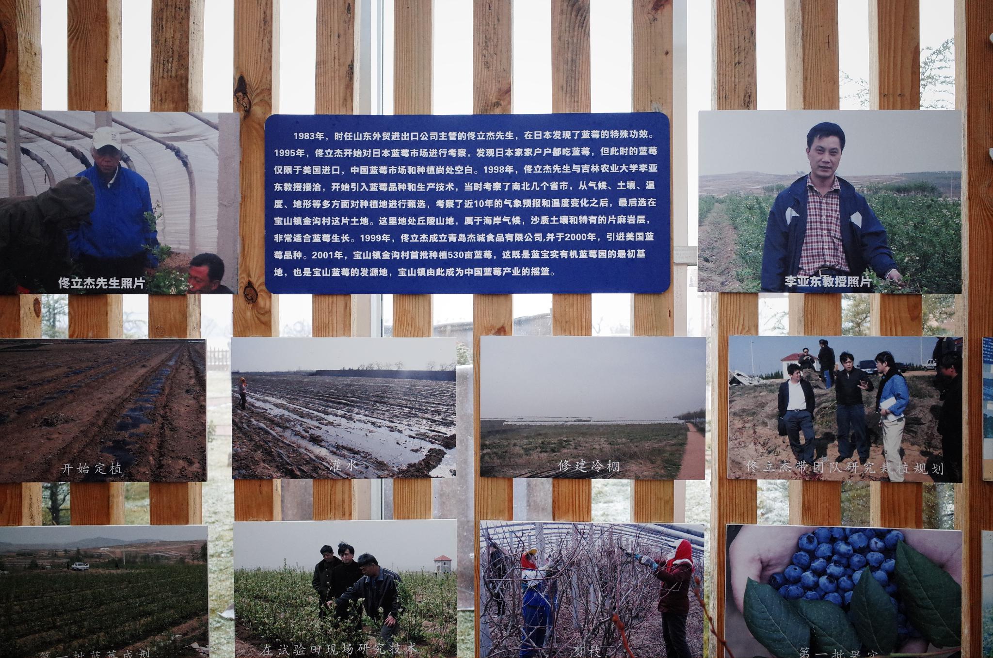 在寶山鎮藍莓園，有當地的藍莓發展史 &nbsp;時代周報記者 黎廣攝