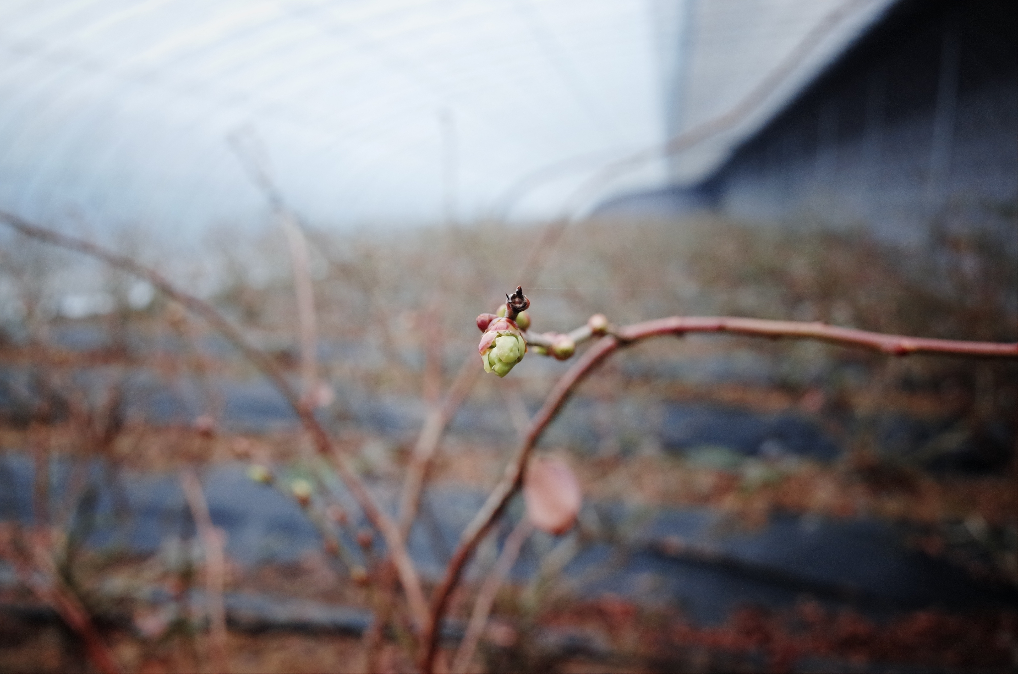 抽出花苞的藍莓要等蜜蜂來授粉 &nbsp; 時代周報記者 黎廣攝