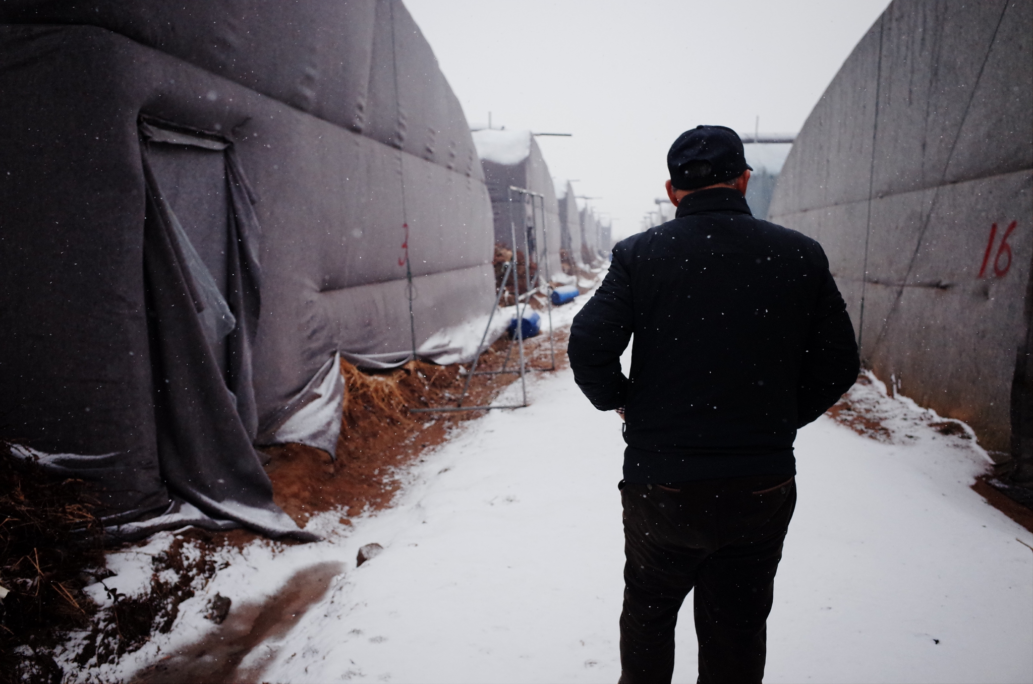 老徐在藍莓園 &nbsp;時代周報記者 黎廣攝