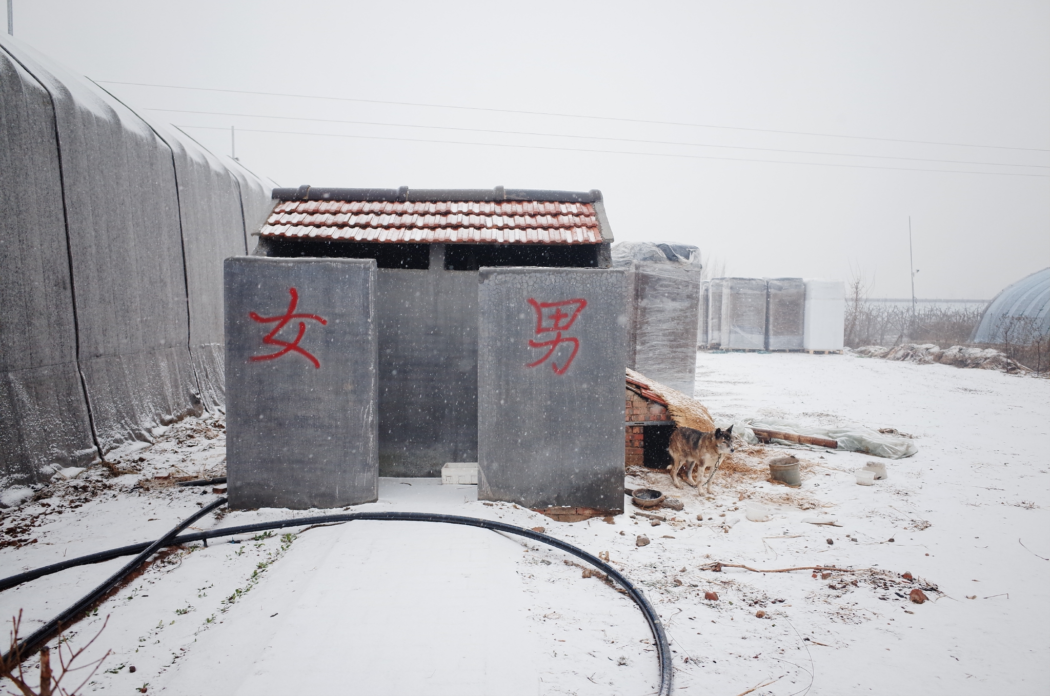 老徐藍莓園的旱廁和小狗 &nbsp;時代周報記者 黎廣攝