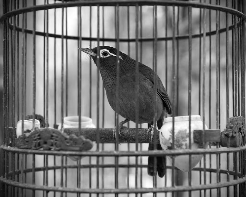 画眉,百灵,靛颏,绣眼曾是我国笼养鸟的主要品种,被称为四大鸣禽.