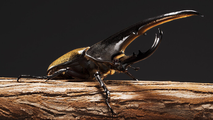 海关查获大力神甲虫网友这图吓到我了