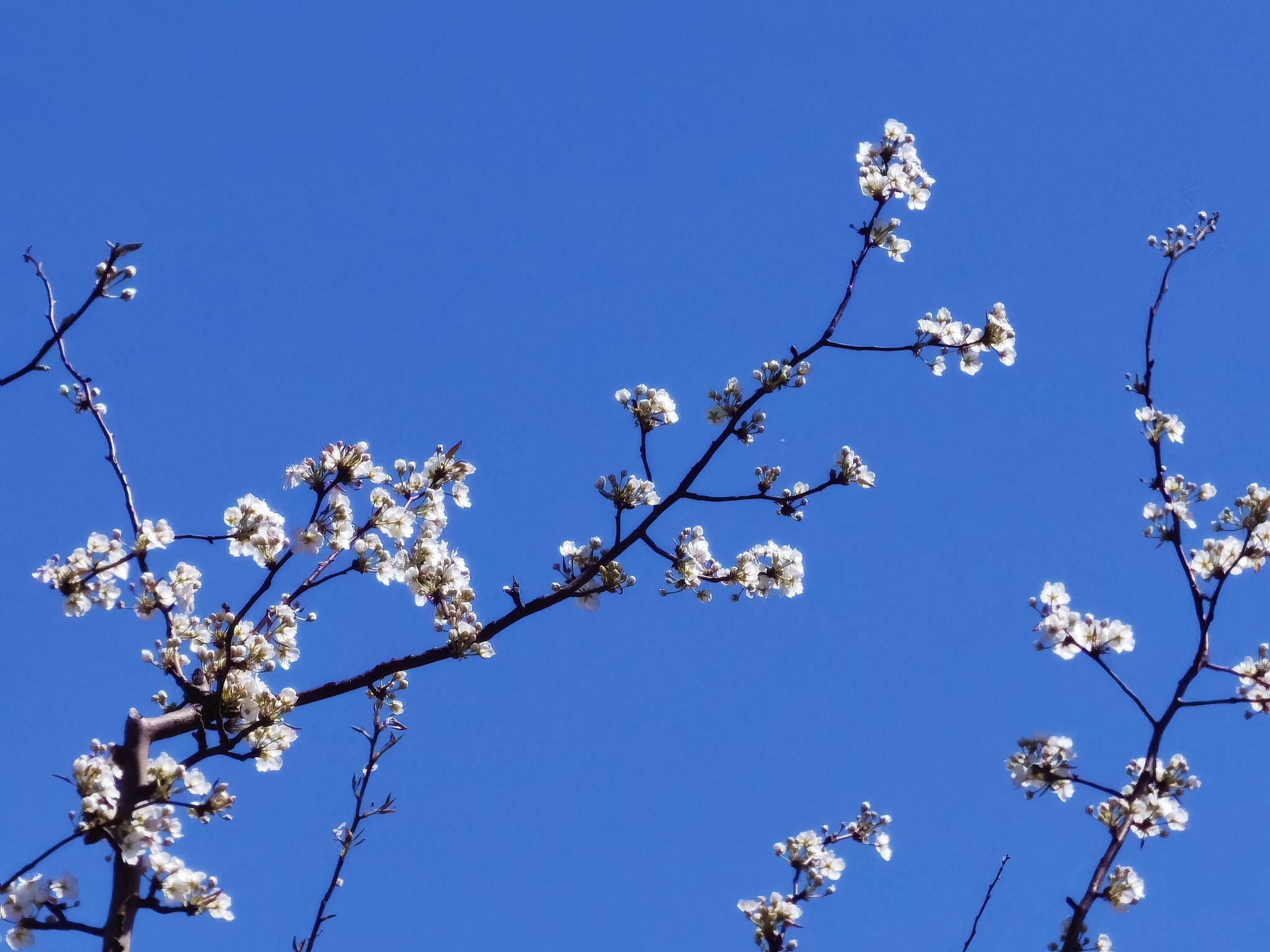 桃花杏花梨花盛放本周六日京郊迎来赏花最佳观赏期