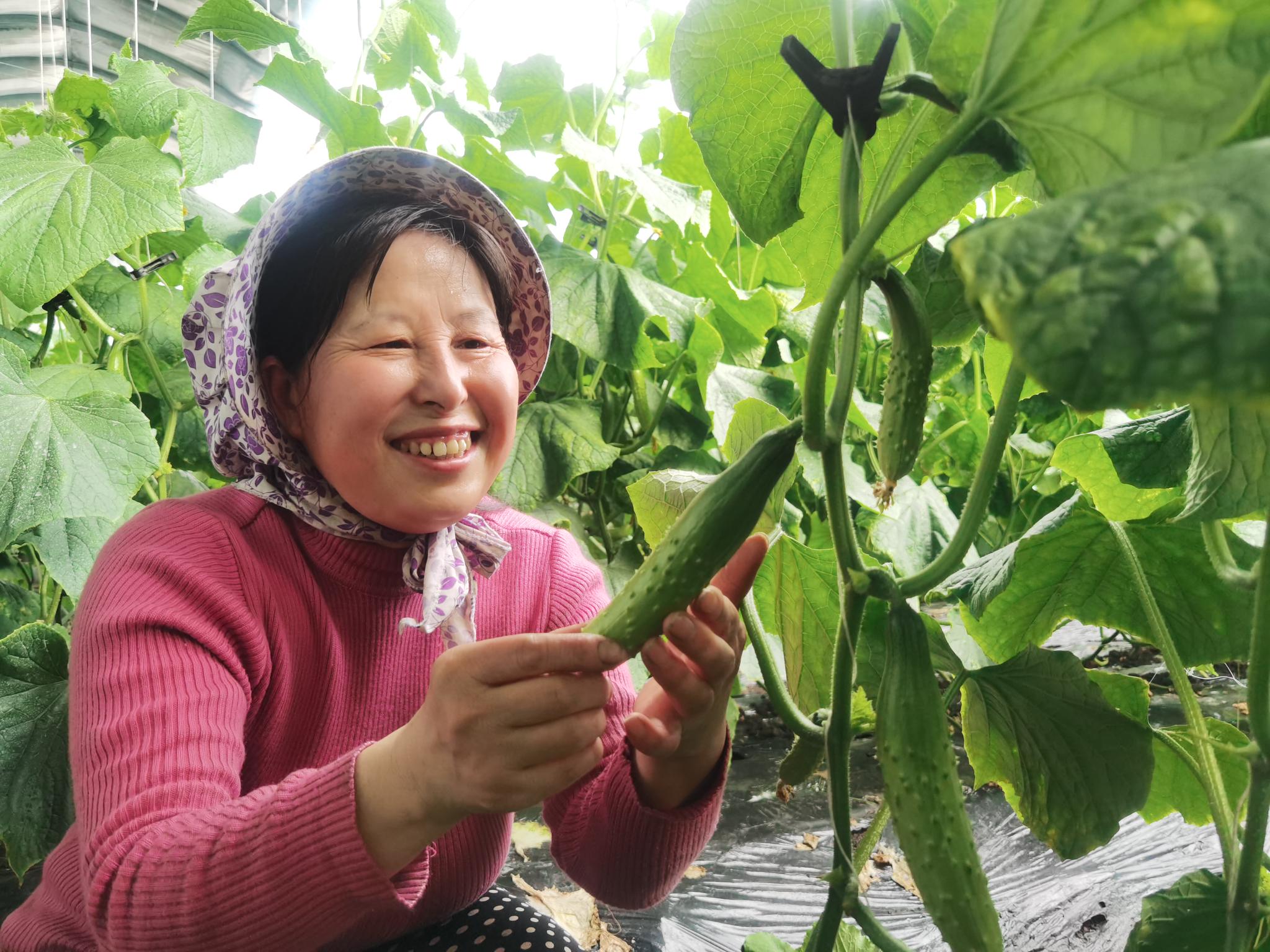种植户在采摘黄瓜