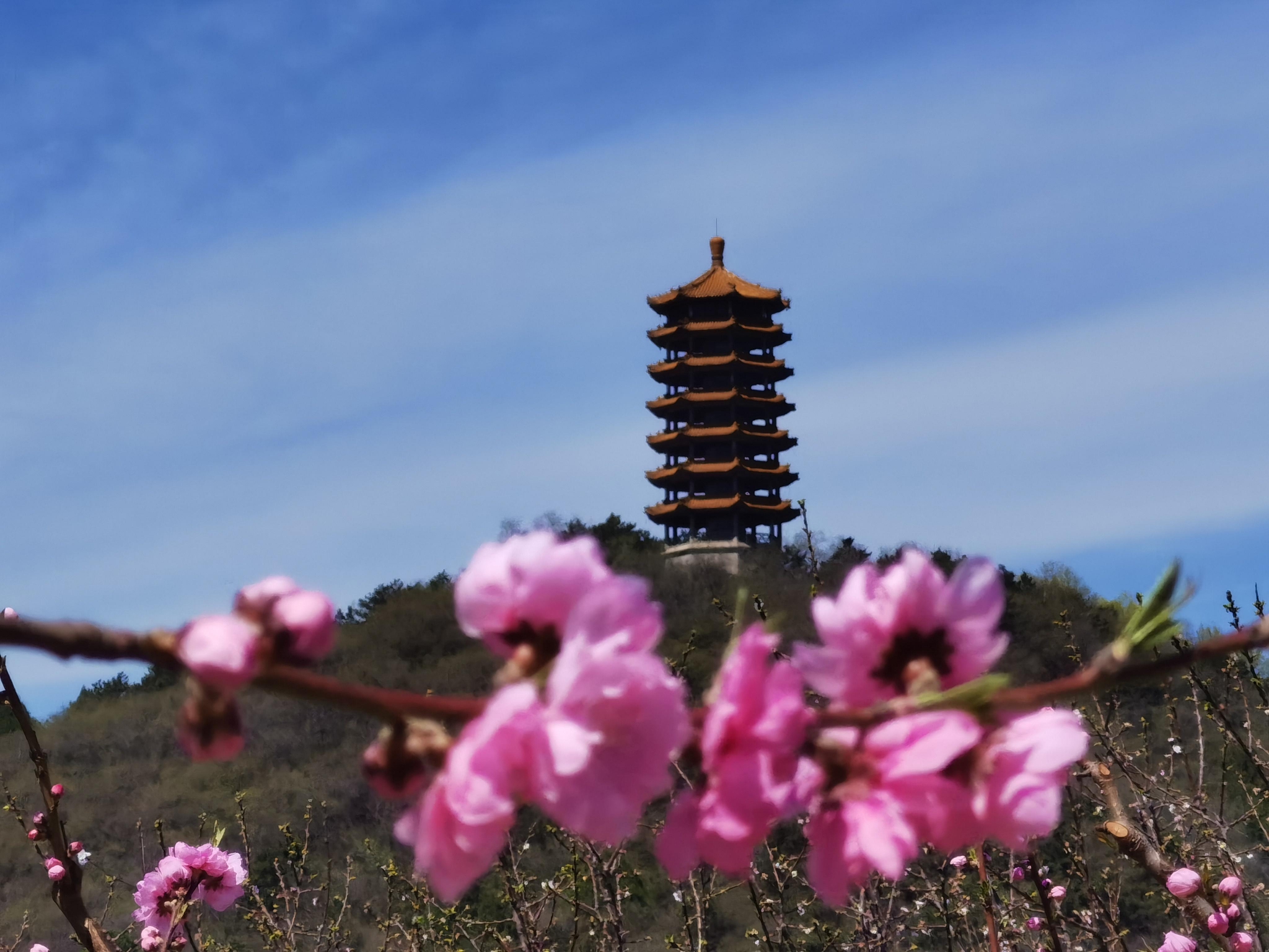 平谷金海湖镇的桃花岛上,正值桃花盛开的季节.新京报记者 曹晶瑞 摄
