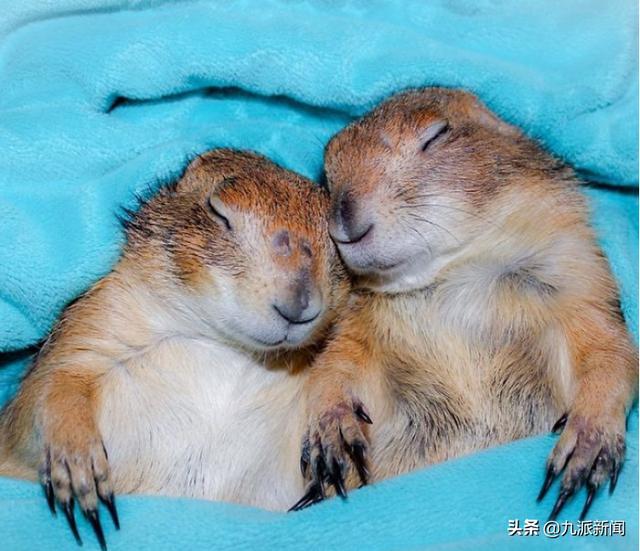 美国加州大学在冬眠土拨鼠身上发现逆转衰老技术可暂停衰老时钟