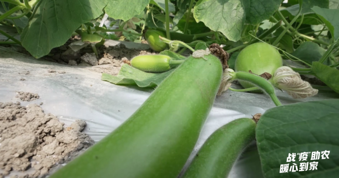 新鲜扁蒲无处销售!快来帮帮菜农老叶|面包车_新浪财经_新浪网