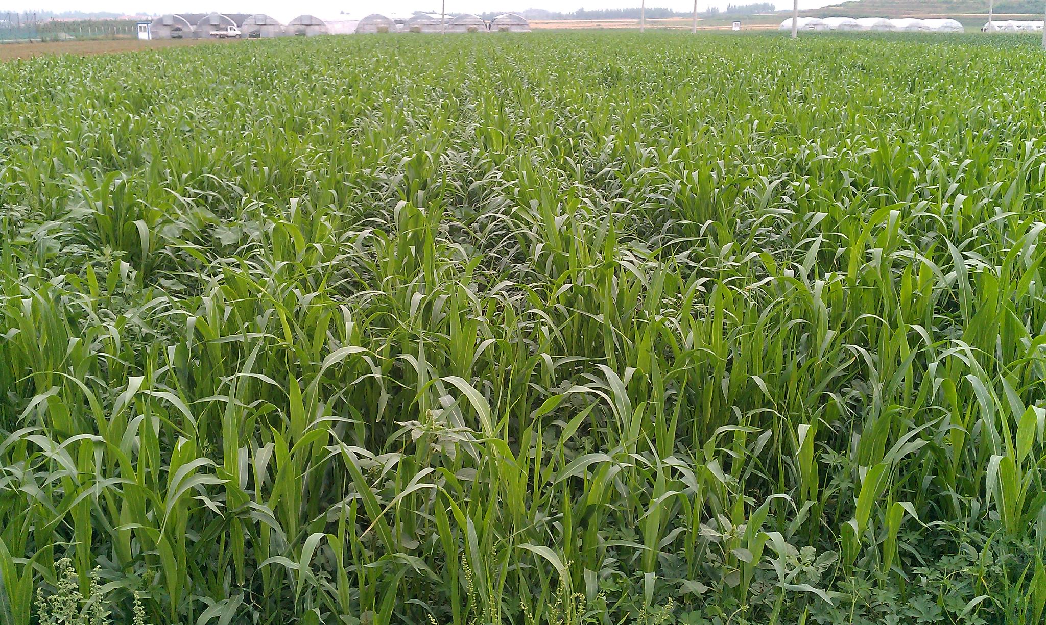 朝日農場的作物（2011年） &nbsp;時代周報記者 黎廣攝