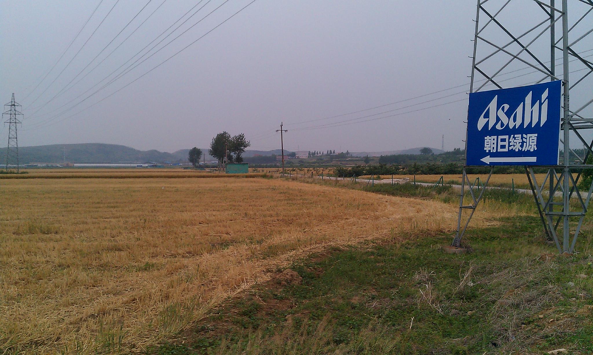 朝日農場（2011年） &nbsp;時代周報記者 黎廣攝