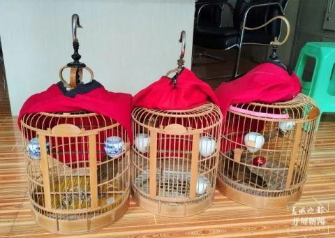 云南一男子网购3只野生画眉鸟没想到