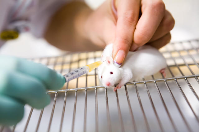博士创业“卖小白鼠”年入过亿，实验动物成暴利行业？