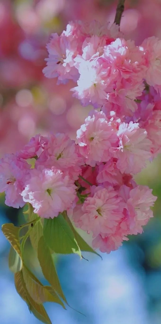 春日壁纸专属nauer的限定美好