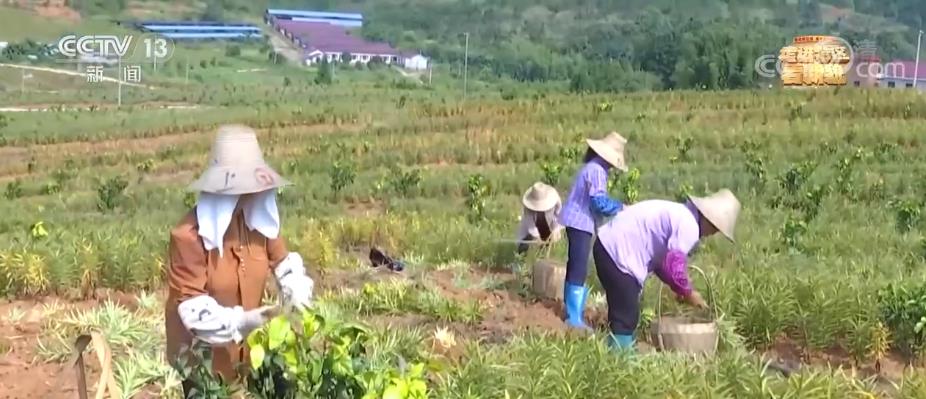 为了打消村民的疑虑，他们干脆住到了山里，手把手做科技示范田。