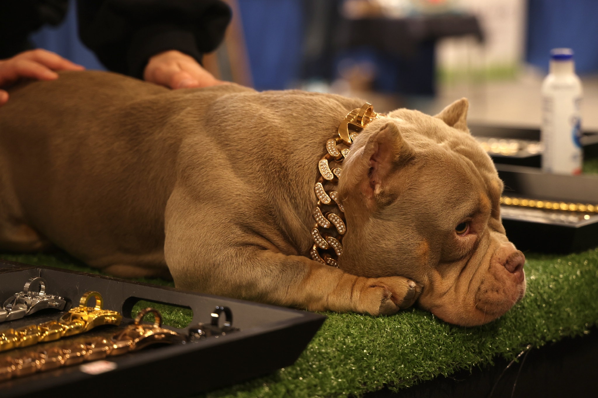 加拿大举行宠物博览会萌宠大集合