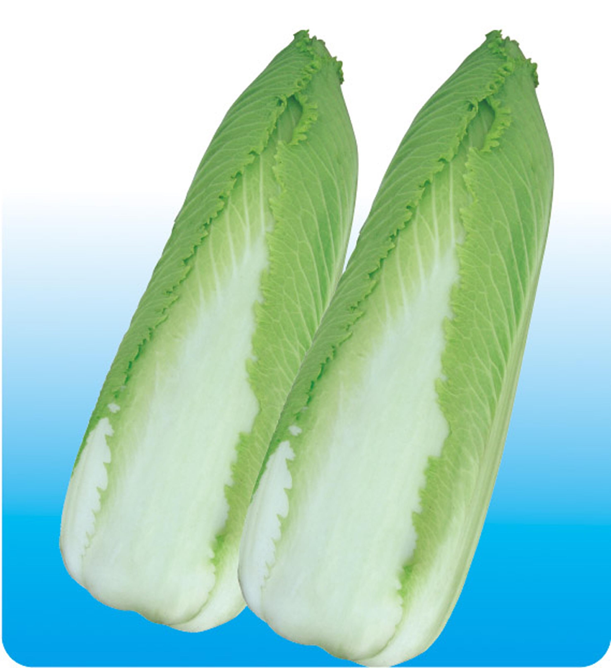 每棵近50元的玉田包尖大白菜 也在期待种业翻身仗|玉田_新浪财经_新浪