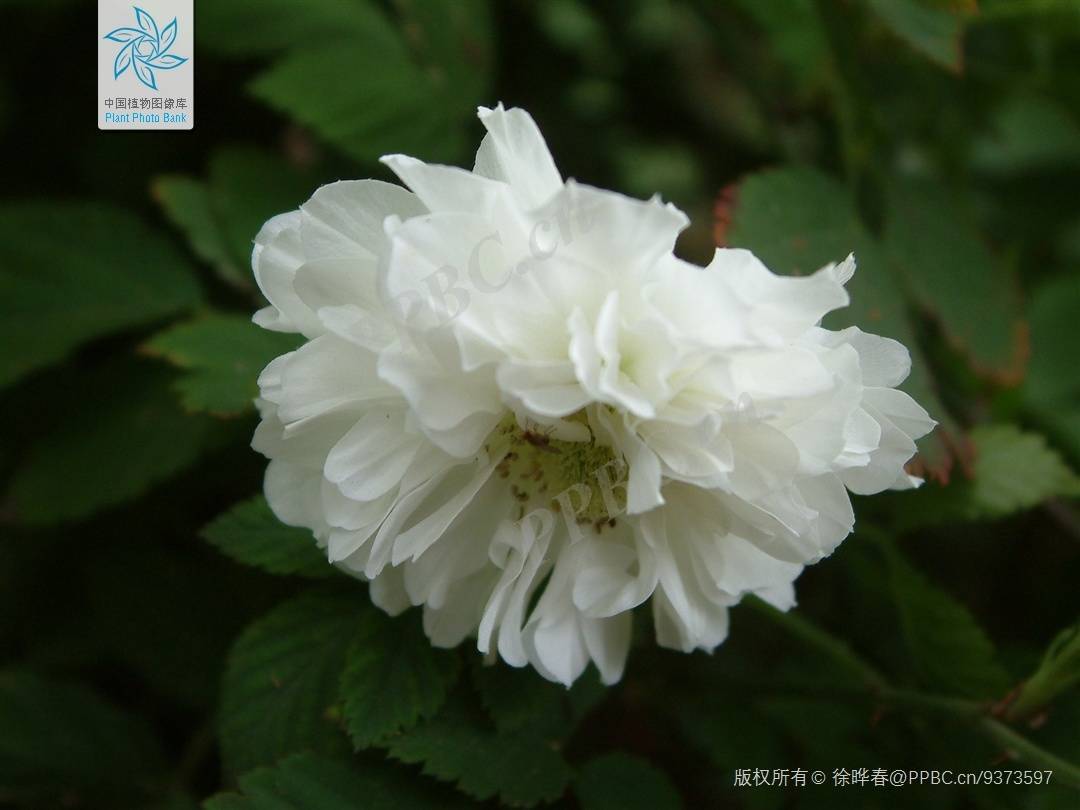 重瓣空心泡 拍摄者:徐晔春(图源中国植物图像库)