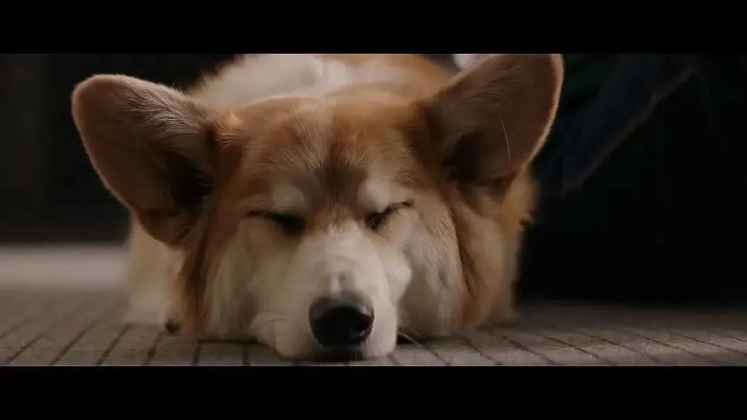 《一条狗的使命》剧照