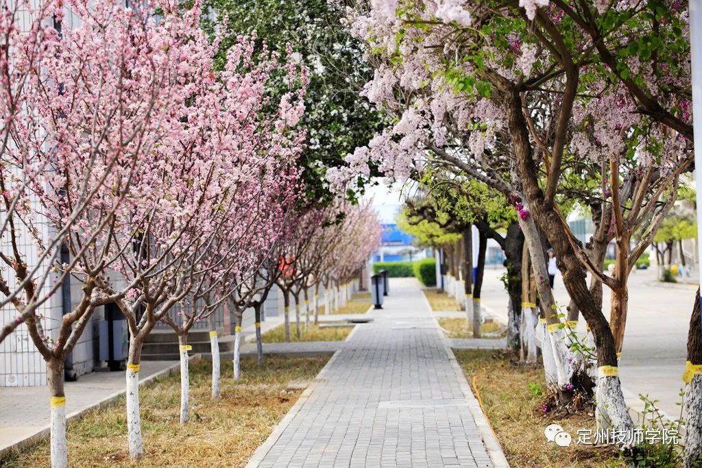 校园的春天定州技师学院的美就在那里