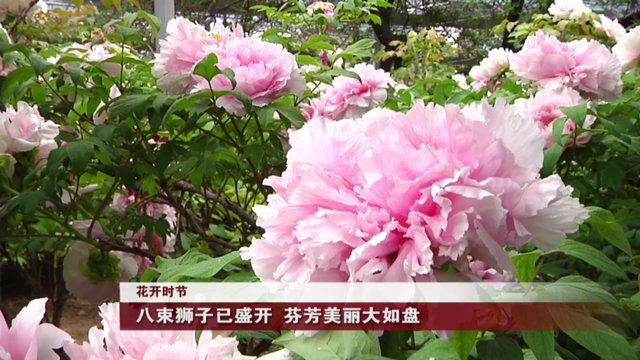 花开时节八束狮子已盛开芬芳美丽大如盘