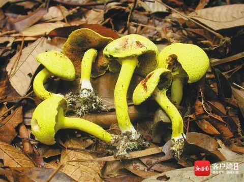 褐点粉末牛肝菌.曾念开 摄