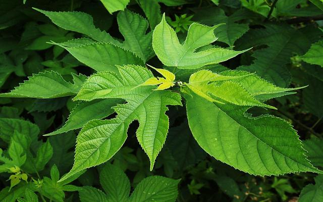 杂交构树树叶表面光滑.受访者供图