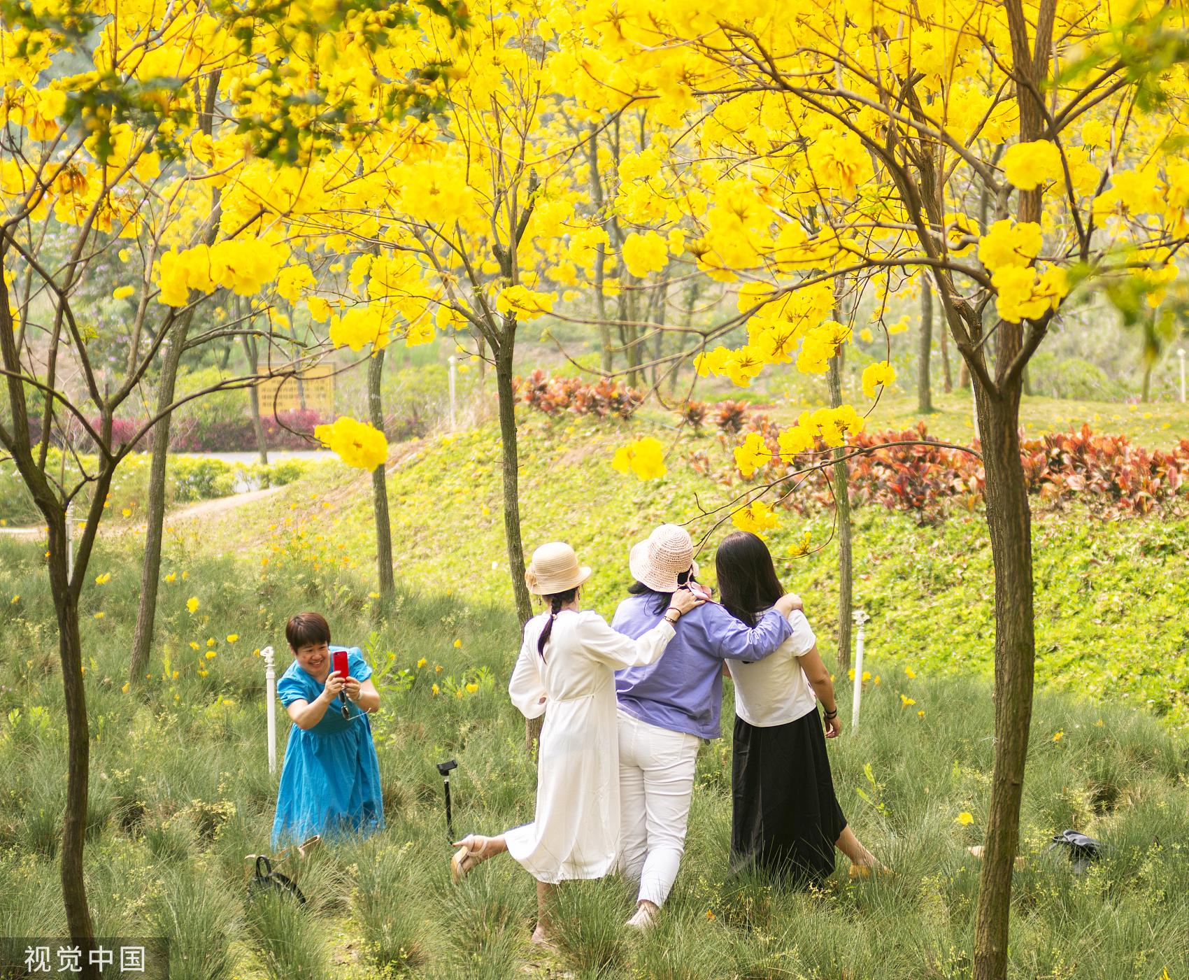 佛山市西樵山脚下的环山花海，黄花风铃木花卉进入盛开期，吸引了不少游人前来打卡  图源：视觉中国