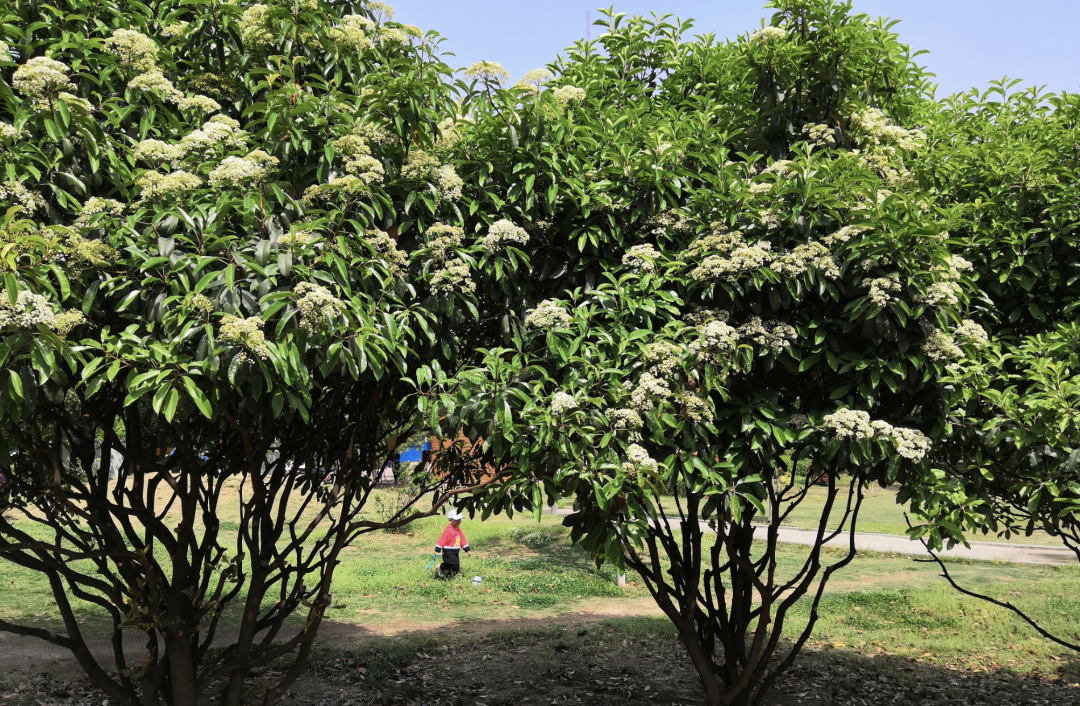 河滨公园种植的石楠