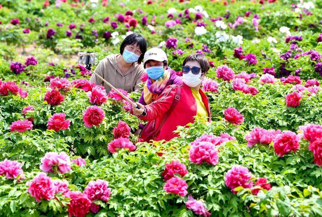 谷雨时节赏牡丹还有哪些农事乐事