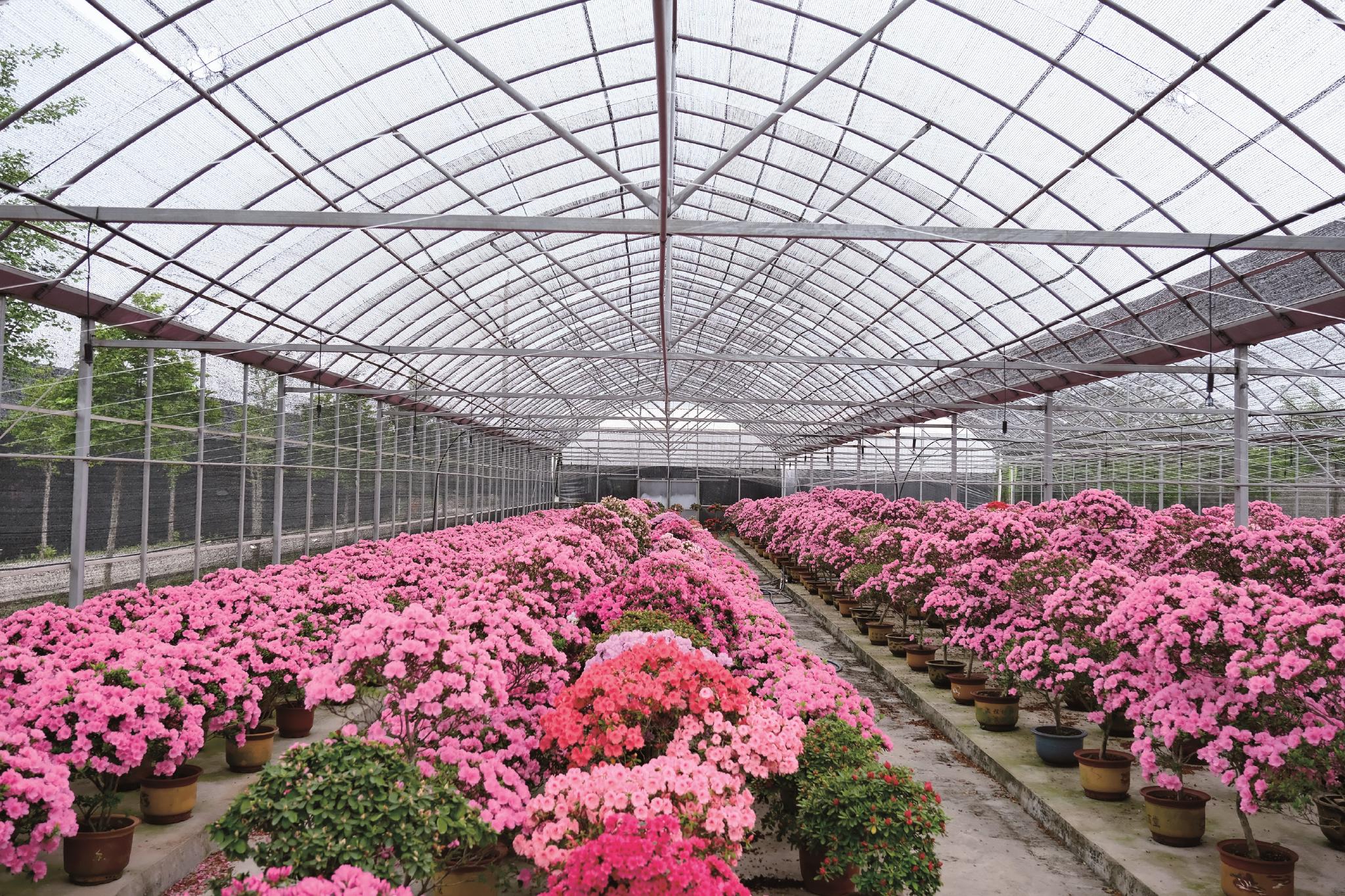 嘉善杜鹃成为致富花