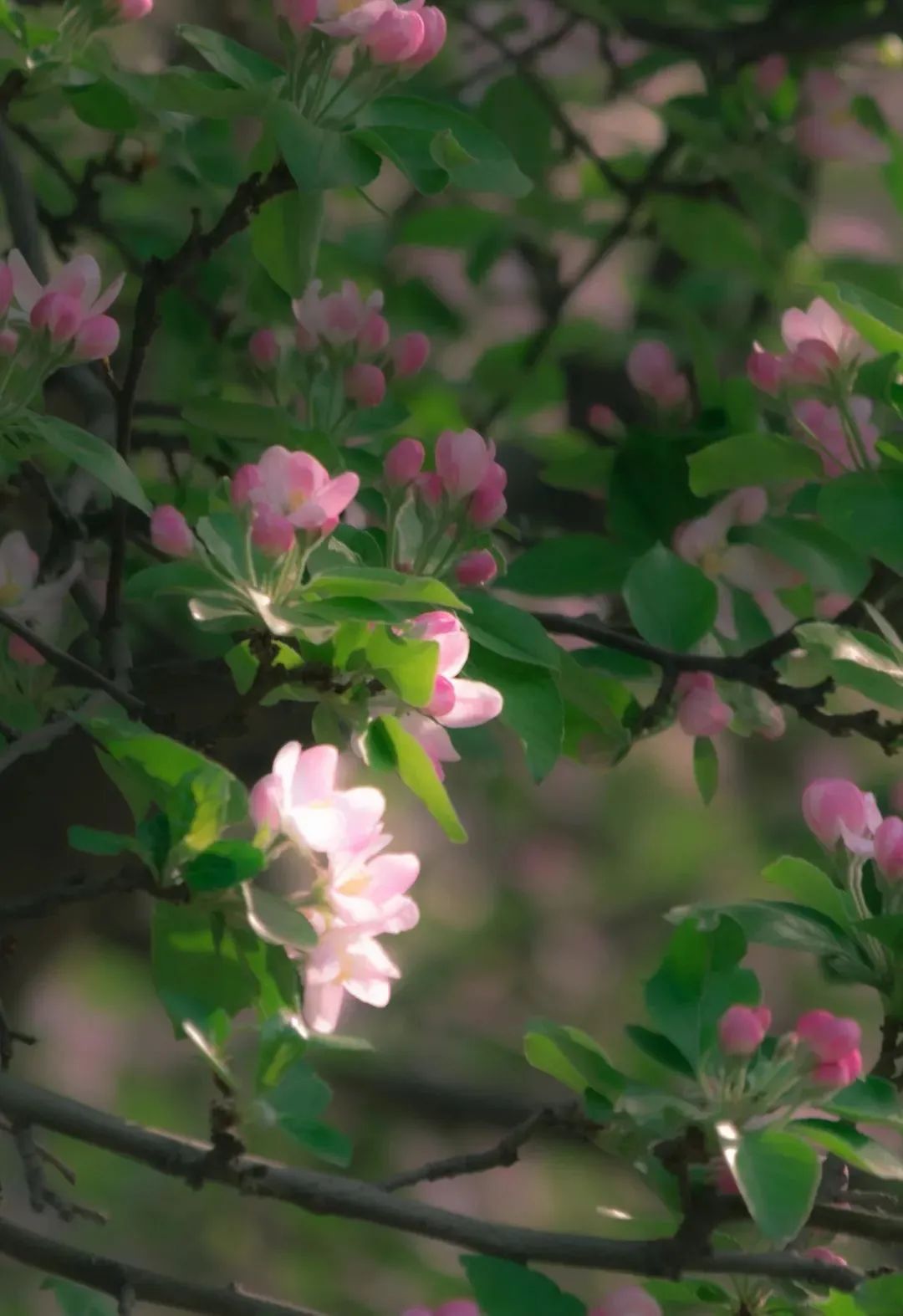 2022留住天大的海棠文末福利海棠书签明信片