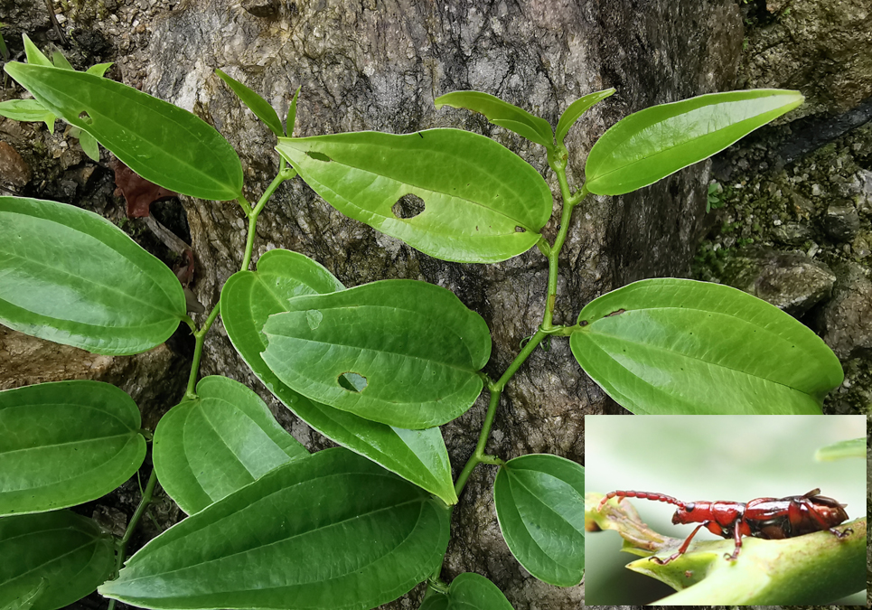 云南贡山县独龙江乡马库村菝葜和长颈负泥虫(右下角为墨脱负泥虫新种