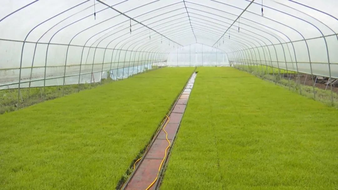 武江区水稻育秧中心内,秧苗长势良好.武宣 摄