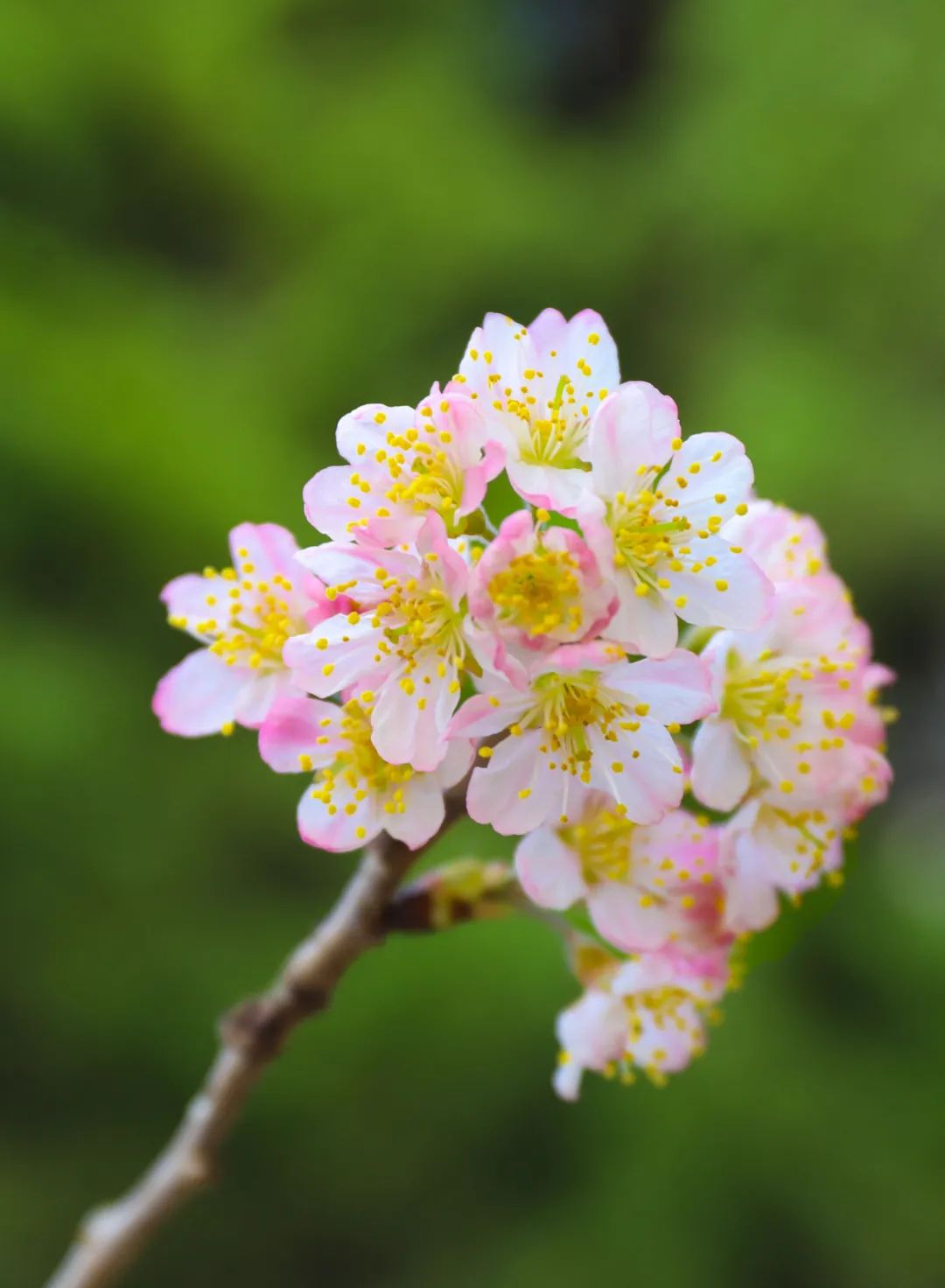 观赏地:鱼山校区操场旁别名寿李,六月樱,小桃红花蕾嫣红欲滴郁李花开