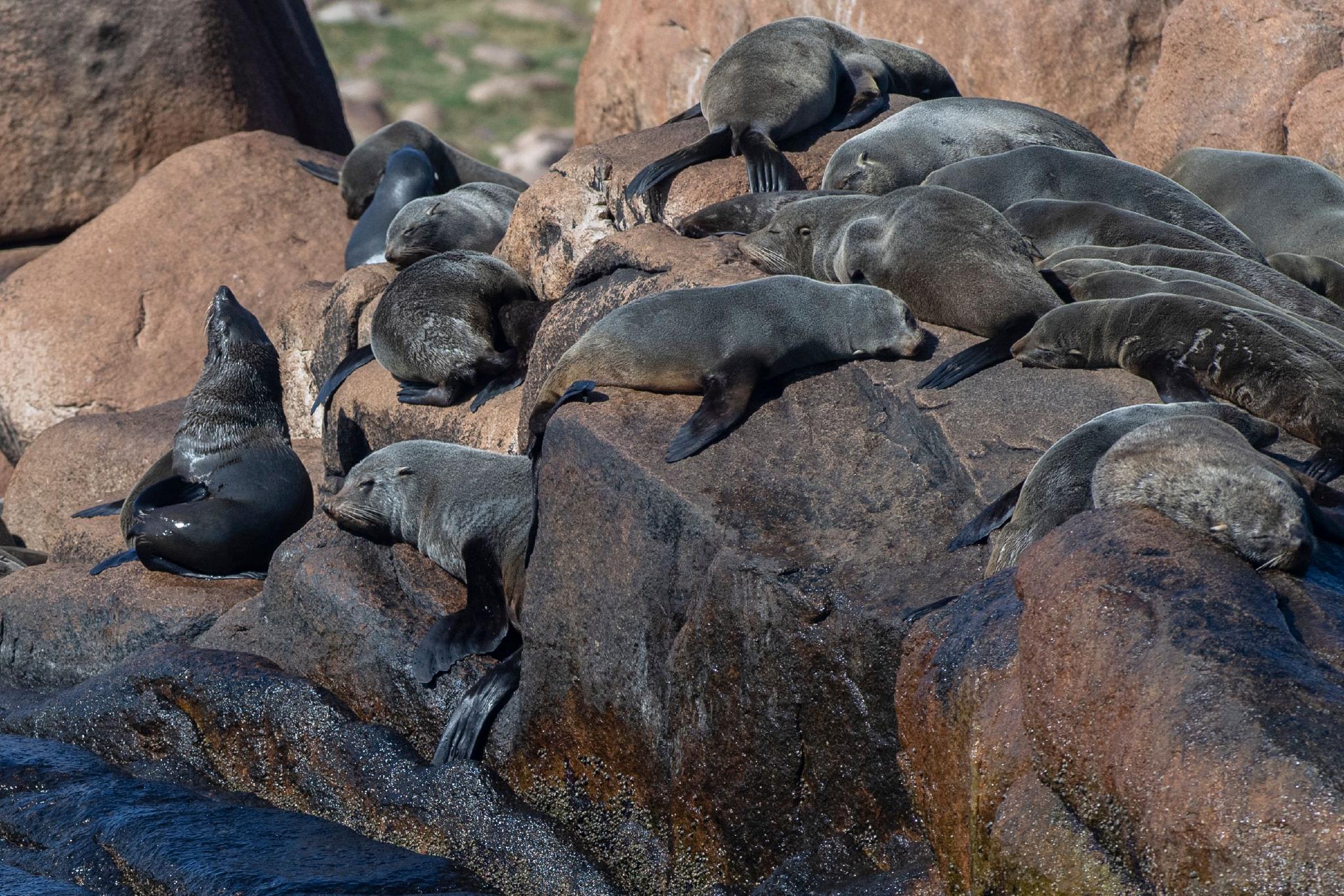 乌拉圭马尔多纳多海滩一大群海狗集体晒太阳
