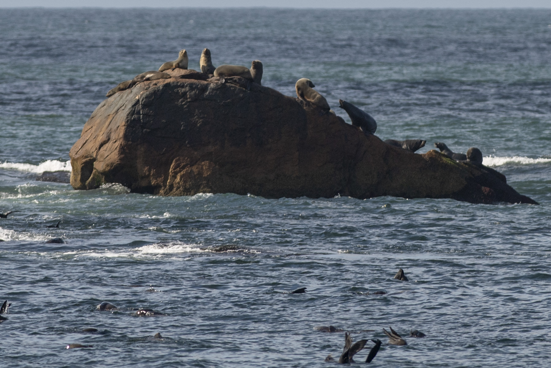 乌拉圭马尔多纳多海滩一大群海狗集体晒太阳