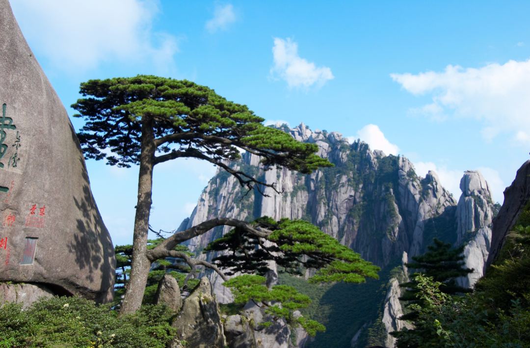 黄山迎客松