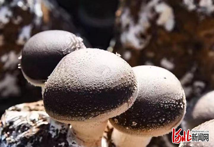 河北遵化香菇种植托起农民致富梦