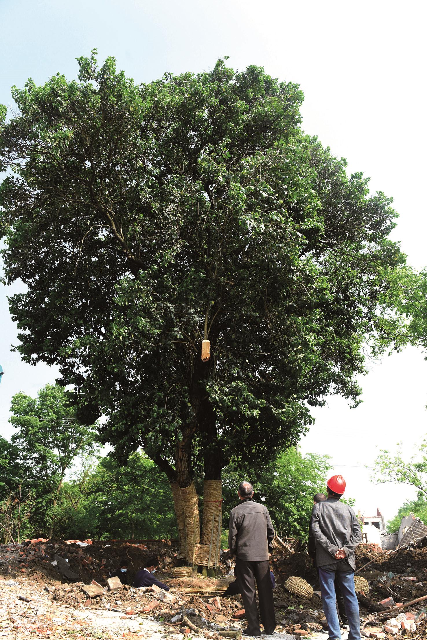 冬青古树捐国家