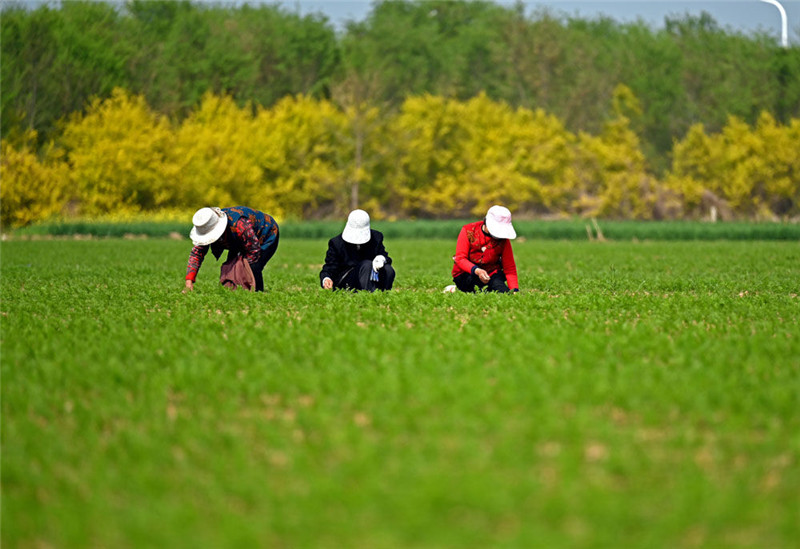 河北柏乡谷雨时节农事忙